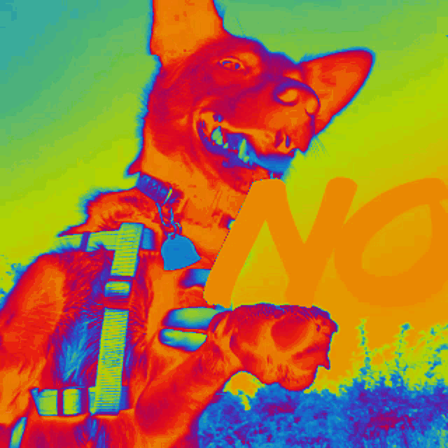a colorful image of a dog with the letter n in the corner