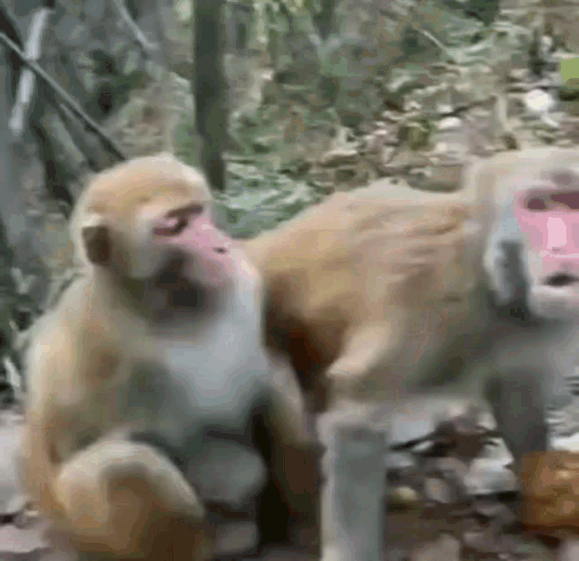 a couple of monkeys are standing next to each other in the woods .