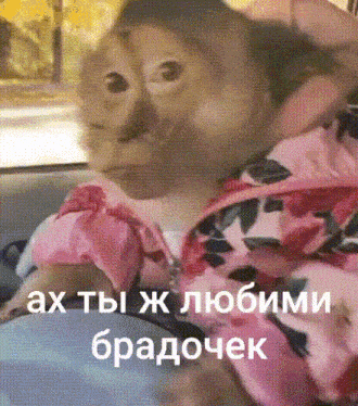 a monkey is sitting in a car with a pink jacket on