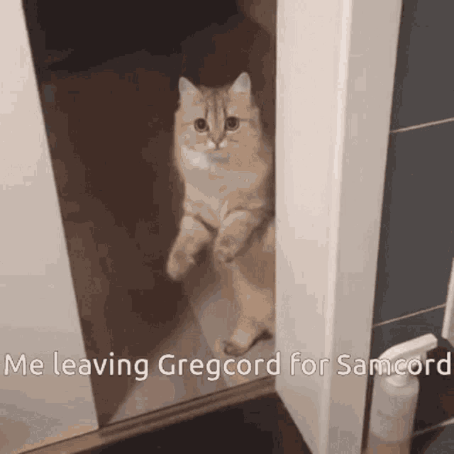 Samcord Cats GIF - Samcord Cats Discord GIFs