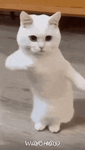 a white cat is standing on its hind legs and giving the middle finger .
