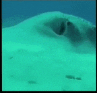 a stingray is swimming in the ocean with its eyes open .