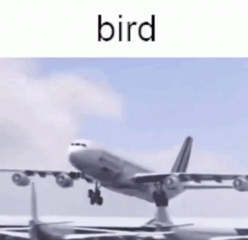 Birdplane Birdandbirdplanefighting GIF - Birdplane Birdandbirdplanefighting GIFs