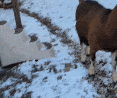 a sheep is standing in the snow near a white staircase