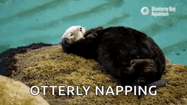 a sea otter is laying on top of a rock in the water .
