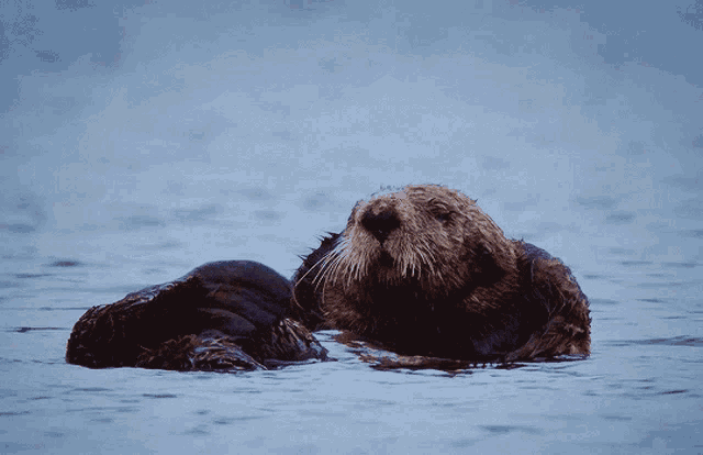 a sea otter is laying in the water looking at something