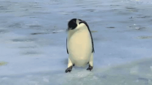 Penguin Badday GIF - Penguin Badday GIFs