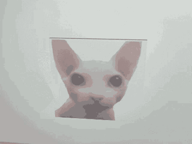 a picture of a cat 's face is on a white background