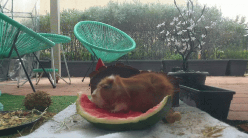 Guinea Pig Hamilton GIF - Guinea Pig Hamilton Watermelon GIFs