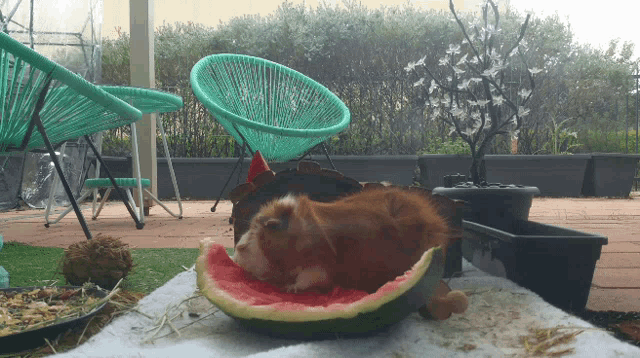 a guinea pig laying on top of a watermelon slice