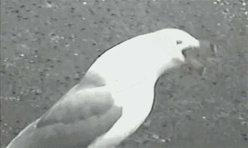 a seagull is standing on a concrete surface with its tongue out .
