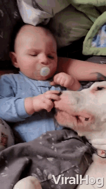 Dog Licking A Baby Cuddle GIF - Dog Licking A Baby Cuddle Pet GIFs