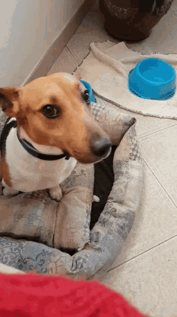 a small brown and white dog is sitting in a dog bed next to a blue bowl
