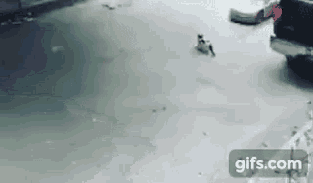 a couple of cats are walking down a street next to a truck .