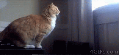 Time For A Diet GIF - Cat Jump Fail GIFs