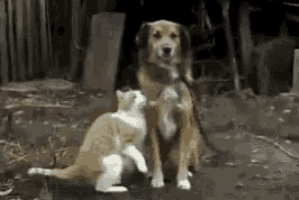 a dog and a cat sitting next to each other on the ground .