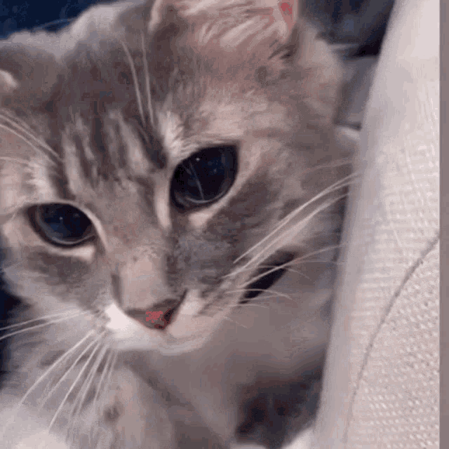 Grey Cat Cat GIF - Grey Cat Cat GIFs