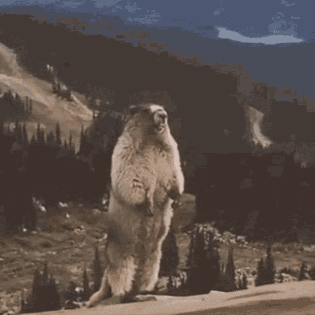 a ground squirrel is standing on its hind legs with the word bunzzz behind it