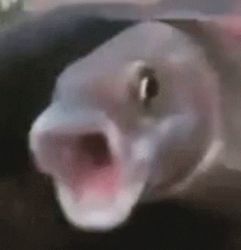Pogger Fish Lol GIF - Pogger Fish Lol GIFs
