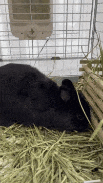 a black rabbit is laying on a pile of hay
