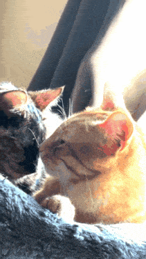 two cats laying next to each other on a bed