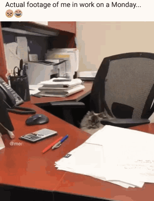Cat Actual Footage Of Me At Work On Monday GIF - Cat Actual Footage Of Me At Work On Monday Grumpy GIFs
