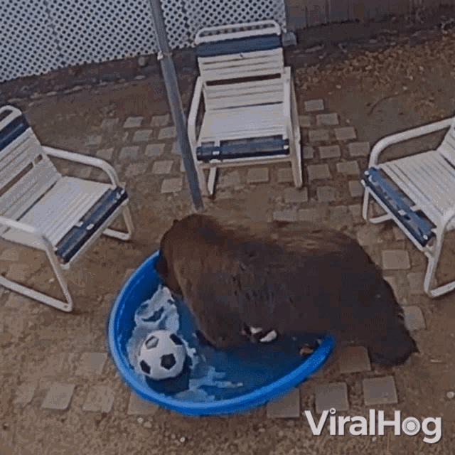 Take A Dip Viralhog GIF - Take A Dip Viralhog Go For A Swim GIFs