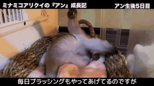 a small animal is laying in a wicker basket with chinese writing