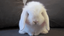 a white bunny rabbit with long ears is sitting on a couch and looking at the camera .