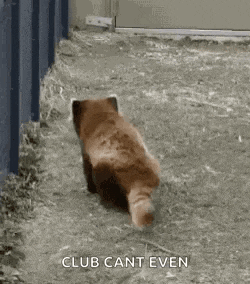 a red panda is walking on the ground with its tail hanging over its head .