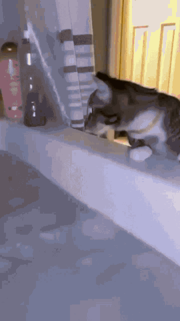 Cat Scared GIF - Cat Scared Wtf GIFs