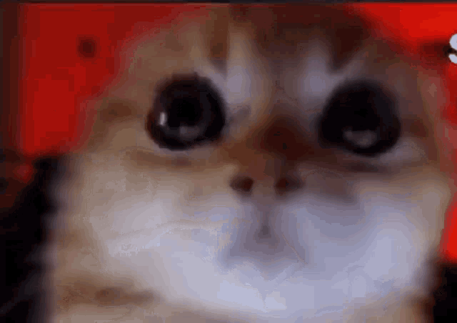 Gato Enojado GIF - Gato Enojado Angry GIFs
