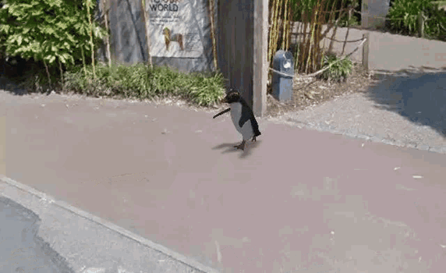 a penguin is walking across a sidewalk in front of a zoo entrance .