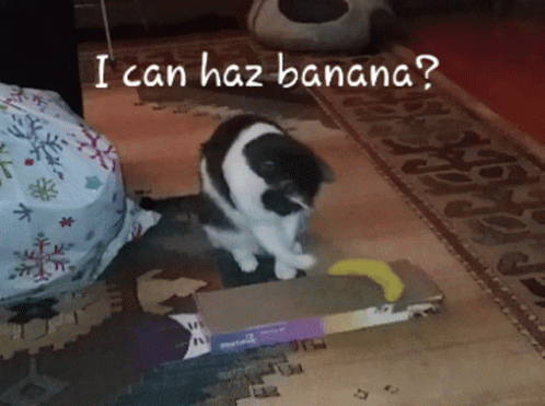 Banana Funny GIF - Banana Funny Cat GIFs