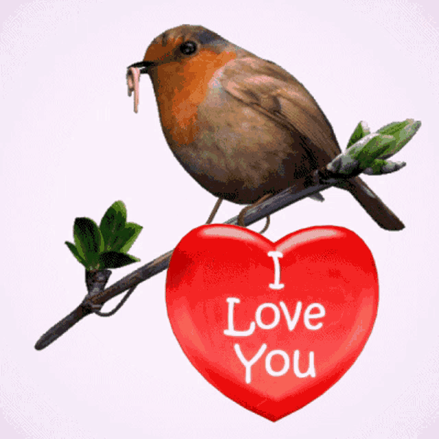 a bird is perched on a branch next to a red heart that says i love you