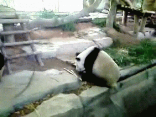 熊貓小便 A Peeing Panda GIF - 小便噓噓xixi Pee Piss Urinate Number One GIFs