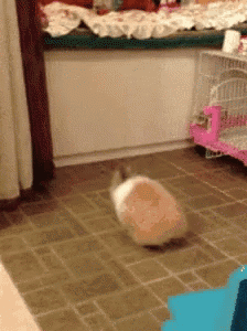 a brown and white rabbit is running on a tiled floor