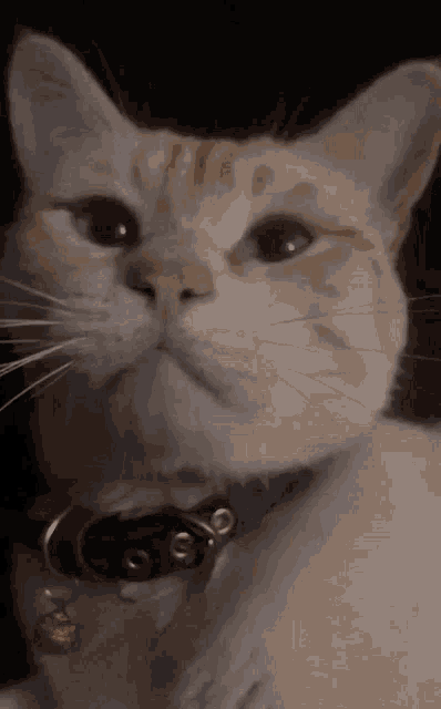 a close up of a cat wearing a collar with a bell