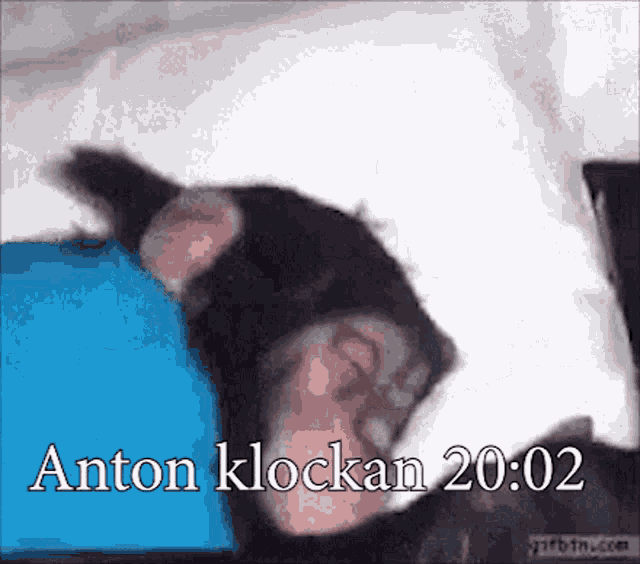 Antonantonanton Apasover GIF - Antonantonanton Anton Apasover GIFs