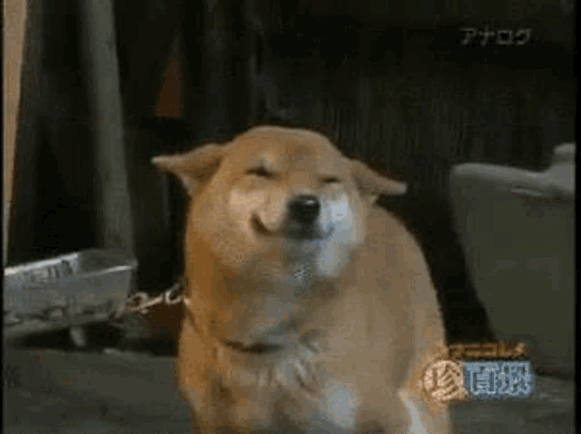 a dog is standing on its hind legs with its eyes closed and scratching itself .