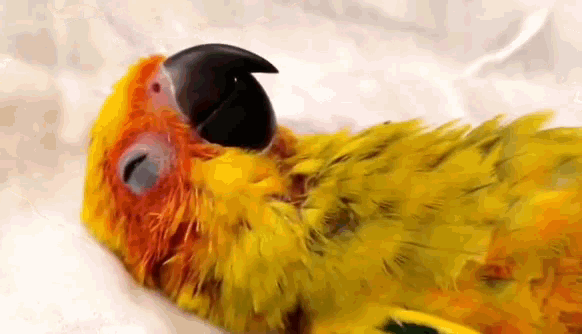 Parrot Massage GIF - Parrot Massage Relax GIFs