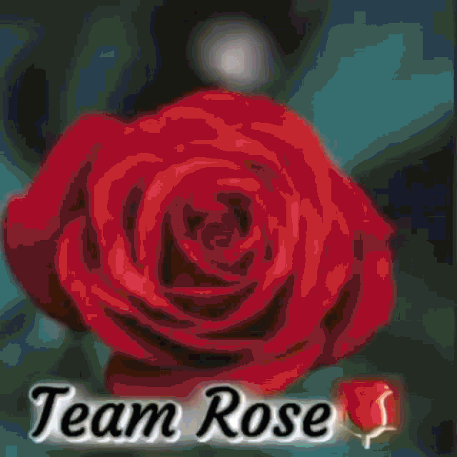 a logo for team rose with a red rose in the foreground