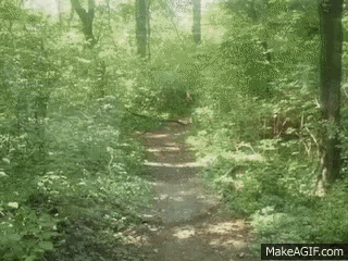 a gif of a path in the woods that says makeagif.com on the bottom