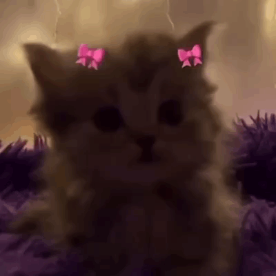 Pink Kitty Bows GIF - Pink Kitty Bows Cat GIFs