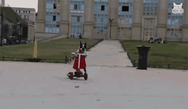 Dog Riding Scooter On My Way GIF - Dog Riding Scooter On My Way Coming GIFs