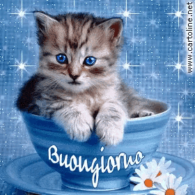 a kitten is sitting in a blue cup that says buongiorno on it