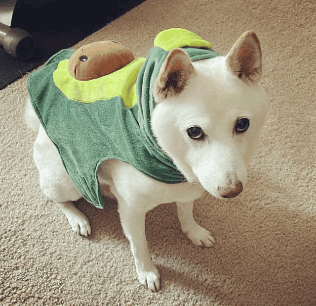 a white dog is wearing a green and yellow turtle costume