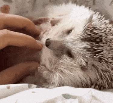 a hedgehog laying on a bed with a person petting it