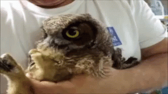 Kiss Owl GIF - Kiss Owl Aw GIFs