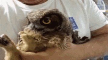 a man in a white shirt is holding an owl in his hands